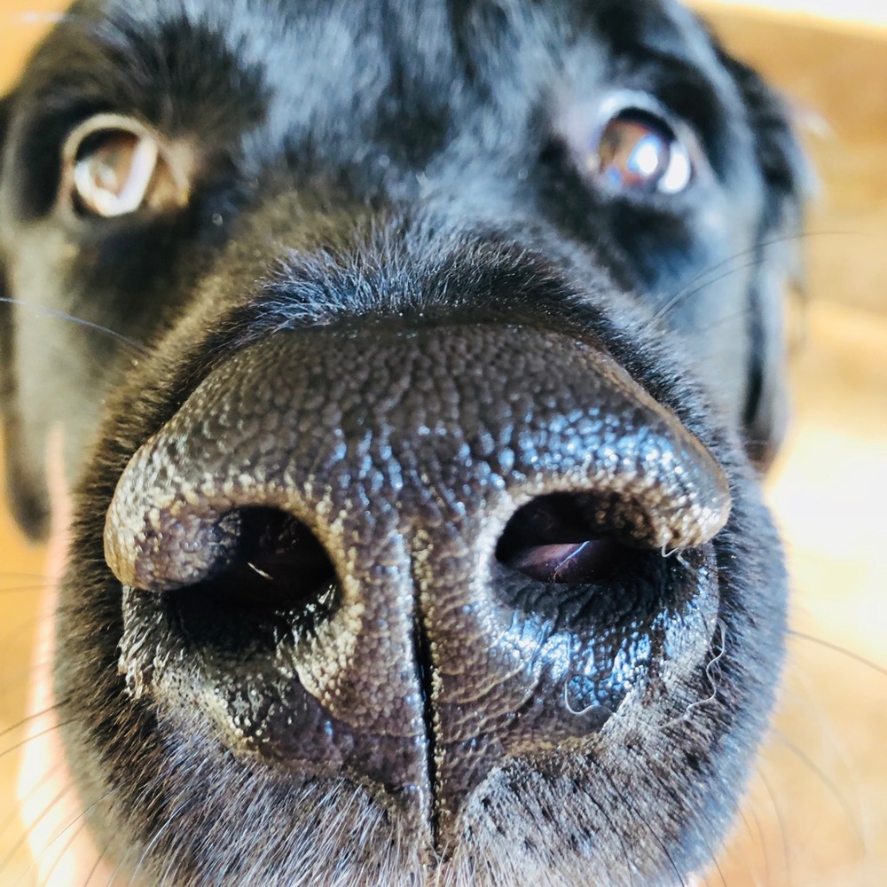 Meet your Posher, Zuni